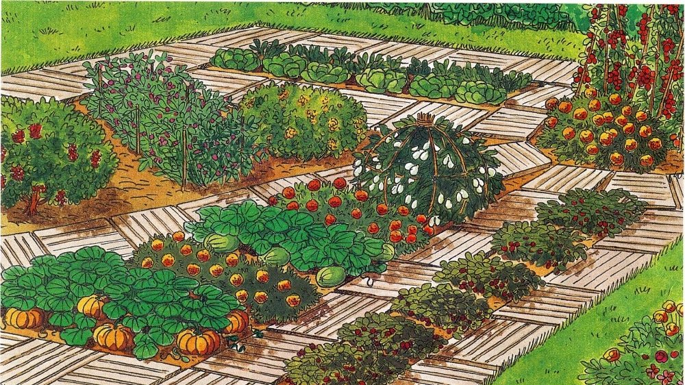 如何规划一个菜园之菜园规划设计图